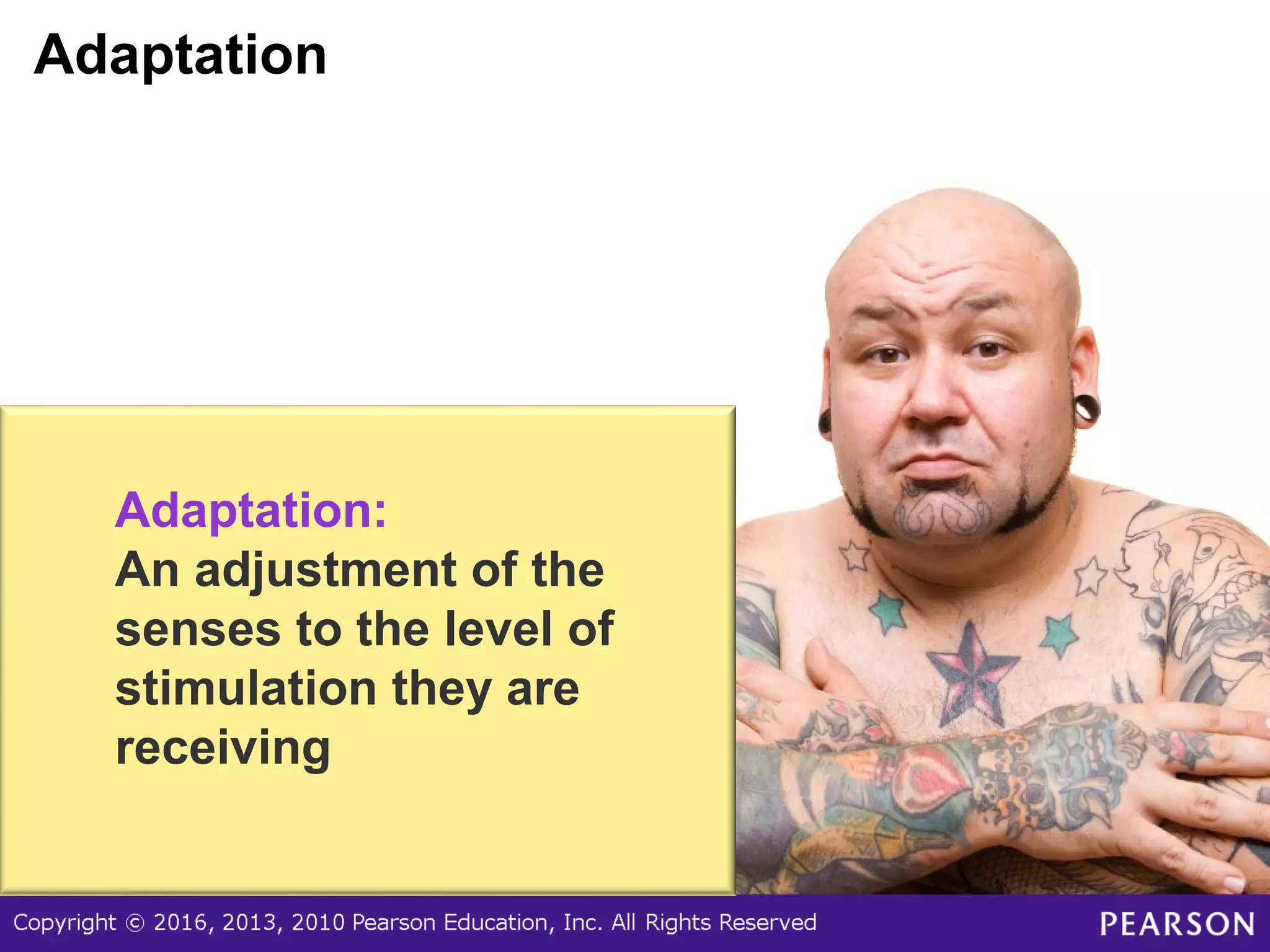 Adaptation To Sustained Stimulation Is Characteristic Of