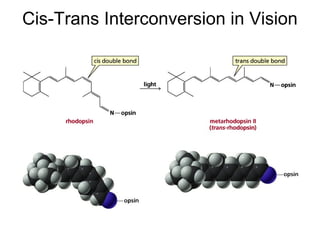 Cis-Trans Interconversion in Vision
 