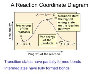 A Reaction Coordinate Diagram
Transition states have partially formed bonds
Intermediates have fully formed bonds
 