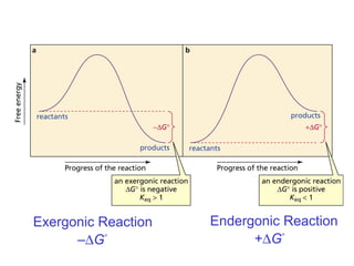 Exergonic Reaction
–∆G°
Endergonic Reaction
+∆G°
 