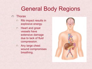 General Body Regions
Thorax
Rib impact results in
explosive energy.
Heart and great
vessels have
extensive damage
due to lack of fluid
compression.
Any large chest
wound compromises
breathing.
 