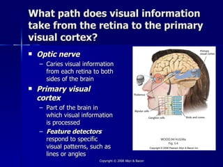 What path does visual information
take from the retina to the primary
visual cortex?
   Optic nerve
    – Caries visual information
      from each retina to both
      sides of the brain
   Primary visual
    cortex
    – Part of the brain in
      which visual information
      is processed
    – Feature detectors
      respond to specific
      visual patterns, such as
      lines or angles
                         Copyright © 2008 Allyn & Bacon
 