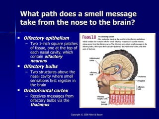 What path does a smell message
    take from the nose to the brain?

   Olfactory epithelium
     – Two 1-inch square patches
       of tissue, one at the top of
       each nasal cavity, which
       contain olfactory
       neurons
   Olfactory bulbs
     – Two structures above the
       nasal cavity where smell
       sensations first register in
       the brain
   Orbitofrontal cortex
     – Receives messages from
       olfactory bulbs via the
       thalamus

                                Copyright © 2008 Allyn & Bacon
 