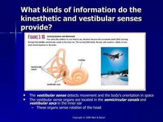 What kinds of information do the
kinesthetic and vestibular senses
provide?




   The vestibular sense detects movement and the body’s orientation in space
   The vestibular sense organs are located in the semicircular canals and
    vestibular sacs in the inner ear
     – These organs sense rotation of the head

                             Copyright © 2008 Allyn & Bacon
 