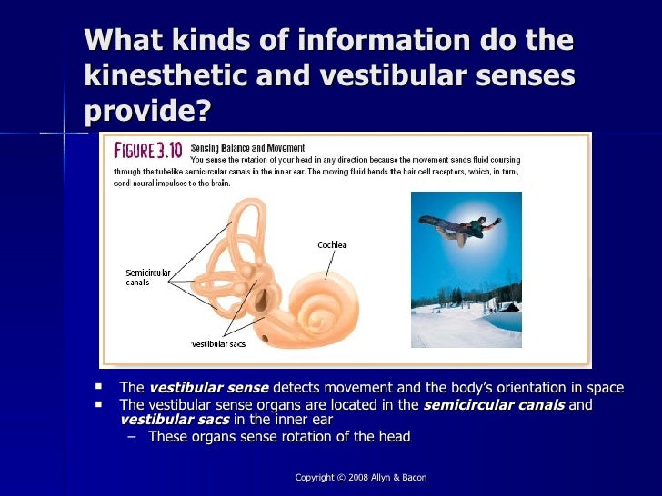 Kinesthesis are located image