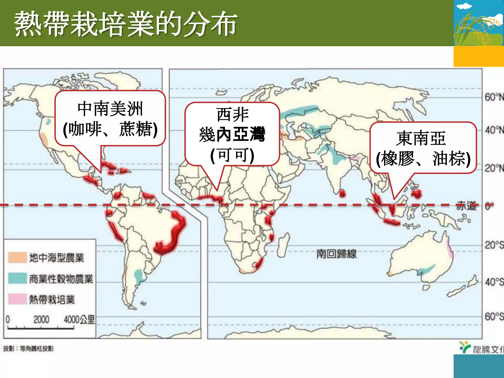 熱帶栽培業的分布

  中南美洲       西非
 (咖啡、蔗糖)   幾內亞灣      東南亞
            (可可)   (橡膠、油棕)
 