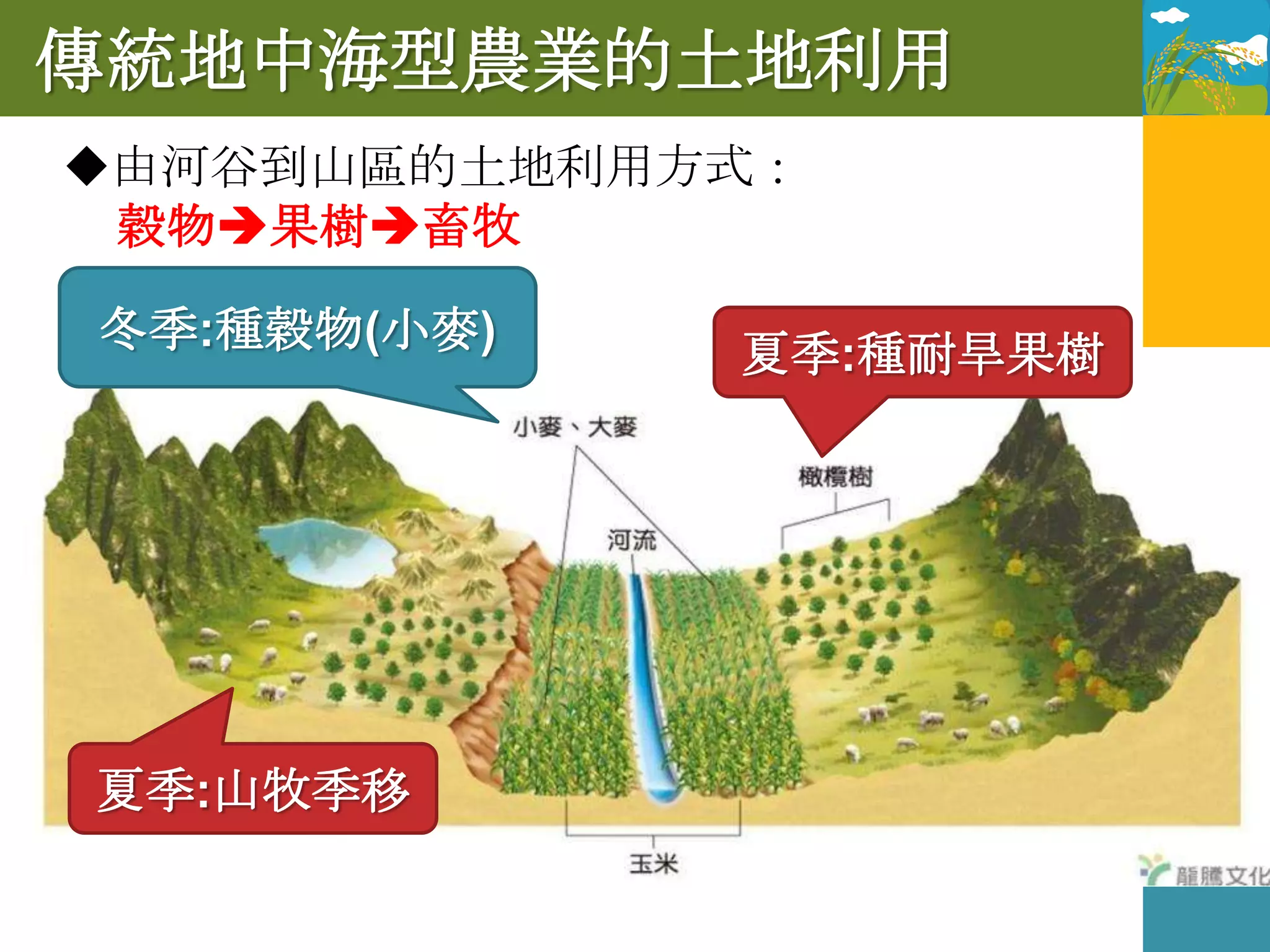 傳統地中海型農業的土地利用
由河谷到山區的土地利用方式：
 穀物果樹畜牧

冬季:種穀物(小麥)
             夏季:種耐旱果樹




夏季:山牧季移
 