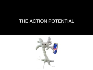 THE ACTION POTENTIAL
 