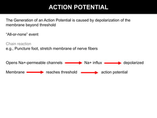 ACTION POTENTIAL

The Generation of an Action Potential is caused by depolarization of the
membrane beyond threshold

“All-or-none” event

Chain reaction
e.g., Puncture foot, stretch membrane of nerve fibers


Opens Na+-permeable channels                 Na+ influx              depolarized

Membrane               reaches threshold                action potential
 