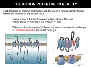 THE ACTION POTENTIAL IN REALITY
First described by Hodgkin and Huxley, with the use of a voltage Clamp: “Clamp”
membrane potential at any chosen value

        Rising phase  transient increase in gNa, influx of Na+ ions
        Falling phase  increase in gK, efflux of K+ ions

        Existence of sodium “gates” in the axonal membrane sensitive to change
        in membrane potential and selective for Na
 