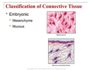 Mucous Classification Ch04-Modified-Tissues-Human Anatomy and Physiology.pptx