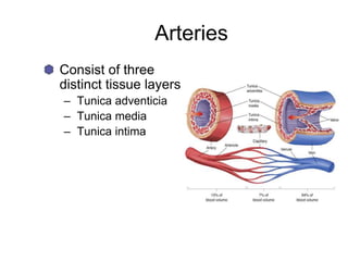 Arteries
Consist of three
distinct tissue layers
– Tunica adventicia
– Tunica media
– Tunica intima
 