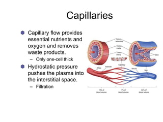 Capillaries
Capillary flow provides
essential nutrients and
oxygen and removes
waste products.
– Only one-cell thick
Hydrostatic pressure
pushes the plasma into
the interstitial space.
– Filtration
 