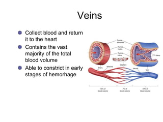 Veins
Collect blood and return
it to the heart
Contains the vast
majority of the total
blood volume
Able to constrict in early
stages of hemorhage
 