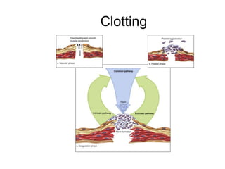 Clotting
 