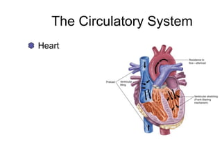The Circulatory System
Heart
 