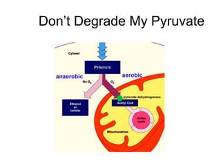 Don’t Degrade My Pyruvate
 