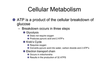 Cellular Metabolism
ATP is a product of the cellular breakdown of
glucose
– Breakdown occurs in three steps
Glycolysis
Does not require oxygen
Produces pyruvic acid and 2 ATP’s
Kreb’s Cycle
Requires oxygen
Converts pyruvic acid into water, carbon dioxide and 2 ATP’s
Electron transport chain
Occurs in mitochondria
Results in the production of 32 ATPS
 