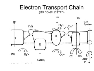 Electron Transport Chain
(ITS COMPLICATED)
 