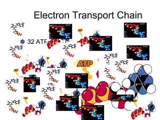 Electron Transport Chain
32 ATP
 