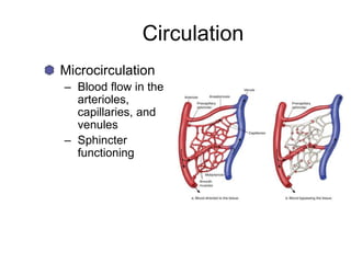 Circulation
Microcirculation
– Blood flow in the
arterioles,
capillaries, and
venules
– Sphincter
functioning
 
