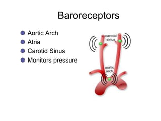 Baroreceptors
Aortic Arch
Atria
Carotid Sinus
Monitors pressure
 