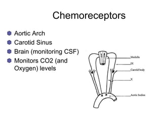 Chemoreceptors
Aortic Arch
Carotid Sinus
Brain (monitoring CSF)
Monitors CO2 (and
Oxygen) levels
 