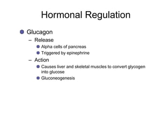 Hormonal Regulation
Glucagon
– Release
Alpha cells of pancreas
Triggered by epinephrine
– Action
Causes liver and skeletal muscles to convert glycogen
into glucose
Gluconeogenesis
 