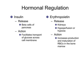 Hormonal Regulation
Insulin
– Release
Beta cells of
pancreas
– Action
Facilitates transport
of glucose across
cell membrane
Erythropoietin
– Release
Kidneys
Hypoperfusion or
hypoxia
– Action
Increases production
and maturation of
RBCs in the bone
marrow
 
