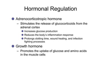 Hormonal Regulation
Adrenocorticotropic hormone
– Stimulates the release of glucocorticoids from the
adrenal cortex
Increases glucose production
Reduces the body’s inflammation response
Prolongs clotting time, wound healing, and infection
fighting processes
Growth hormone
– Promotes the uptake of glucose and amino acids
in the muscle cells
 