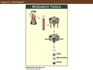 AP Biology Chapter 4 Cells Notes | PPT