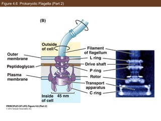 AP Biology Chapter 4 Cells Notes | PPT
