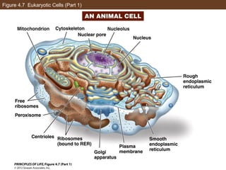 AP Biology Chapter 4 Cells Notes | PPT