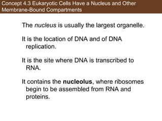 AP Biology Chapter 4 Cells Notes | PPT