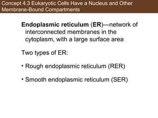AP Biology Chapter 4 Cells Notes | PPT