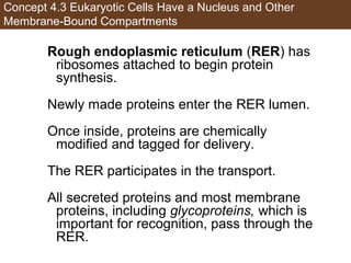 AP Biology Chapter 4 Cells Notes | PPT