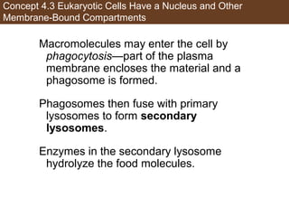 AP Biology Chapter 4 Cells Notes | PPT