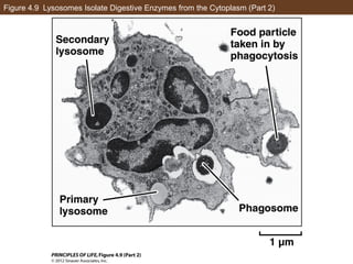 AP Biology Chapter 4 Cells Notes | PPT