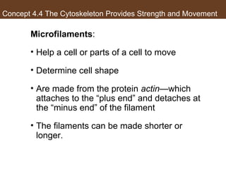 AP Biology Chapter 4 Cells Notes | PPT