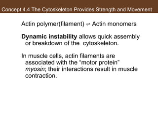 AP Biology Chapter 4 Cells Notes | PPT