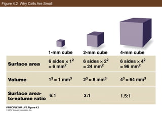 AP Biology Chapter 4 Cells Notes | PPT