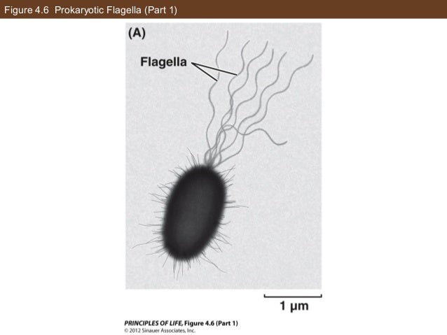 ap biology chapter 5 coursenotes
