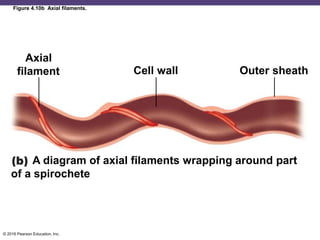 Ch 04_lecture_presentation | PPT