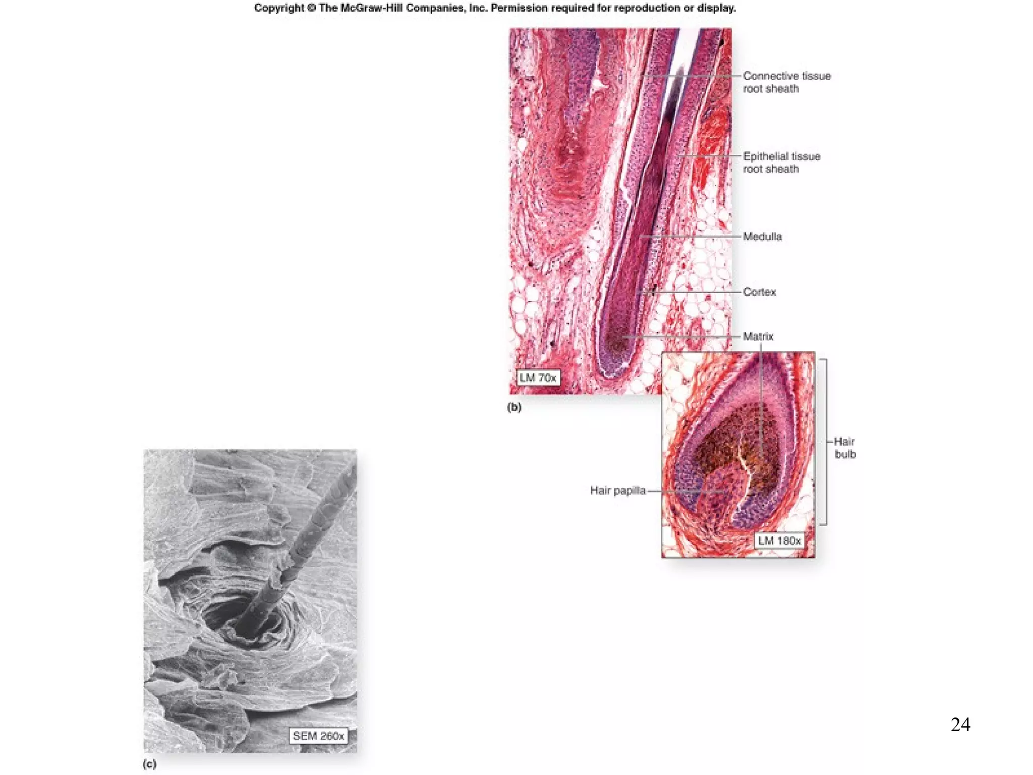 Integumentary system and its functions | PPT