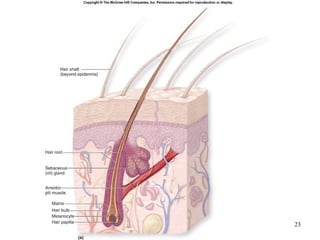 Integumentary system and its functions | PPT
