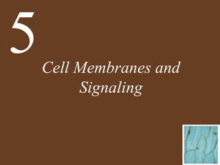 Cell Membranes and
Signaling
5
 