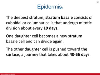 © 2019 McGraw-Hill Education
10
The deepest stratum, stratum basale consists of
cuboidal or columnar cells that undergo mitotic
division about every 19 days.
One daughter cell becomes a new stratum
basale cell and can divide again.
The other daughter cell is pushed toward the
surface, a journey that takes about 40-56 days.
Epidermis2
 