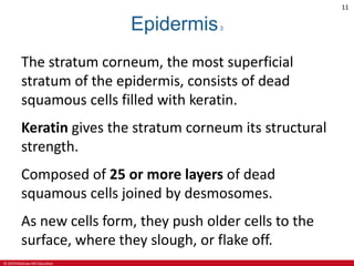 © 2019 McGraw-Hill Education
11
Epidermis3
The stratum corneum, the most superficial
stratum of the epidermis, consists of dead
squamous cells filled with keratin.
Keratin gives the stratum corneum its structural
strength.
Composed of 25 or more layers of dead
squamous cells joined by desmosomes.
As new cells form, they push older cells to the
surface, where they slough, or flake off.
 