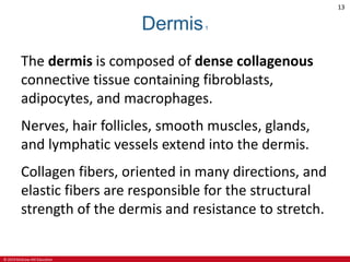 © 2019 McGraw-Hill Education
13
Dermis1
The dermis is composed of dense collagenous
connective tissue containing fibroblasts,
adipocytes, and macrophages.
Nerves, hair follicles, smooth muscles, glands,
and lymphatic vessels extend into the dermis.
Collagen fibers, oriented in many directions, and
elastic fibers are responsible for the structural
strength of the dermis and resistance to stretch.
 