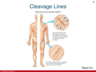 © 2019 McGraw-Hill Education
15
Cleavage Lines
Figure 5.3
 